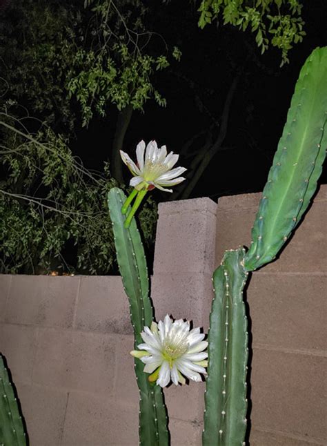 Night Blooming Cereus Cactus Queen Of The Night Desertusa