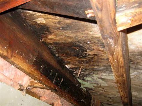 How To Replace Rotting Floor Joists Floor Roma