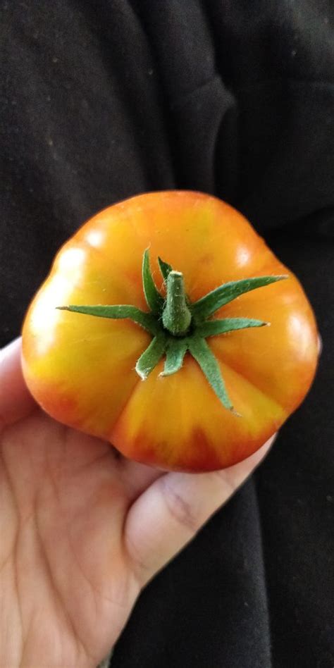 Big Rainbow Tomato Local Seeds