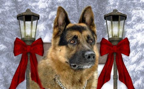 German Shepherd At Christmas Download Hd Wallpapers And Free Images