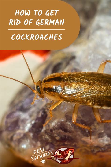 How To Eliminate German Cockroaches