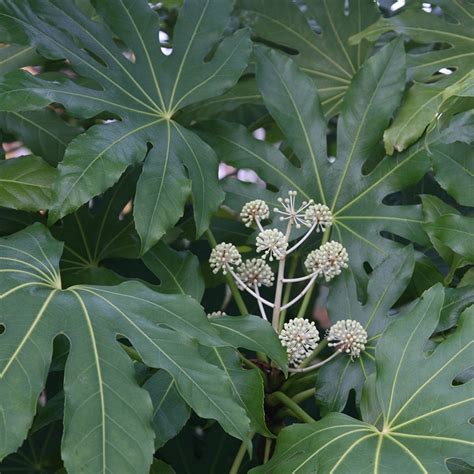 Fatsia Japonica Kiefer Nursery Trees Shrubs Perennials