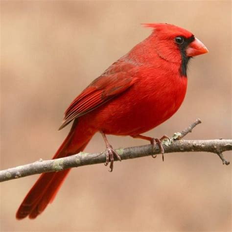 Cardinal Cardinal Birds Bird Photo Ohio State Bird