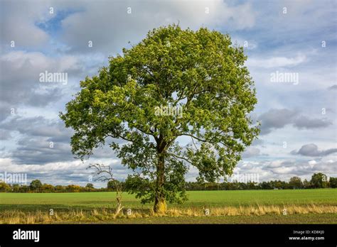 English Ash Tree Fraxinus Excelsior Suffolk Uk Stock Photo Alamy