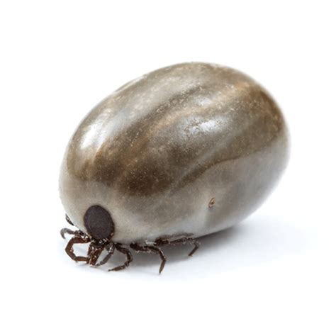 Top 101 Pictures Photos Of Engorged Ticks On Dogs Updated