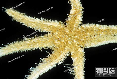 Seven Armed Starfish Luidia Ciliaris Close Up On Aquarium Glass
