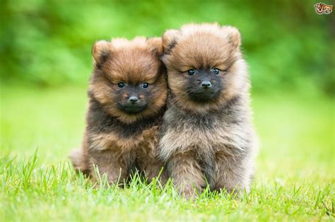 Buying A Puppy The Most Important Questions To Ask The Breeder