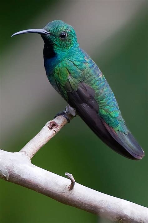 Bird Guide Costa Rica 2012 Trip Report Part 3