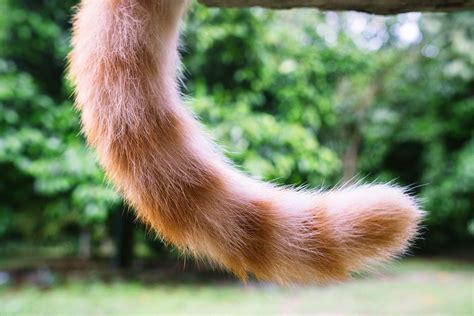 Do Cats Control Their Tails Daily Paws