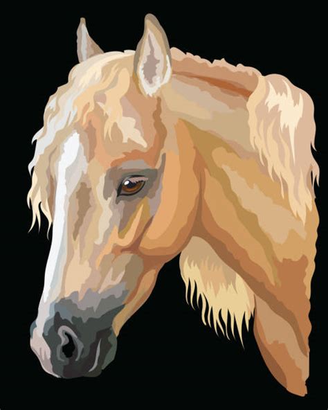 Palomino Ponies Drawings Illustrations Royalty Free Vector Graphics