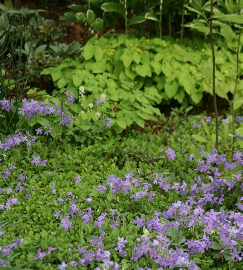 Stepable plants perfect for ground cover. Treadwells, Stepables and Perennial Ground Covers in General