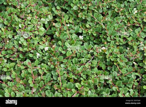 Zwergmispel Cotoneaster Dammeri Frieders Evergreen Stockfotografie