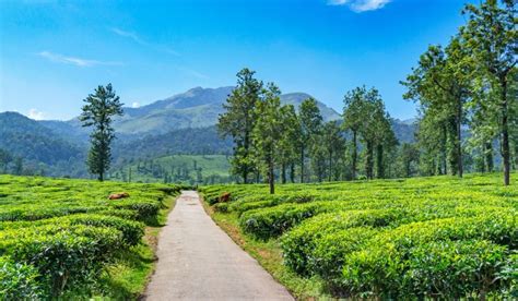 Top Tourist Places In Wayanad Housing News