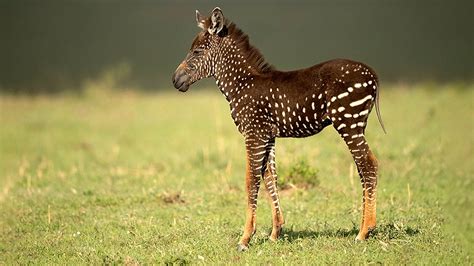 Rare Polka Dotted Baby Zebra Discovered In Kenya Incredible Photos