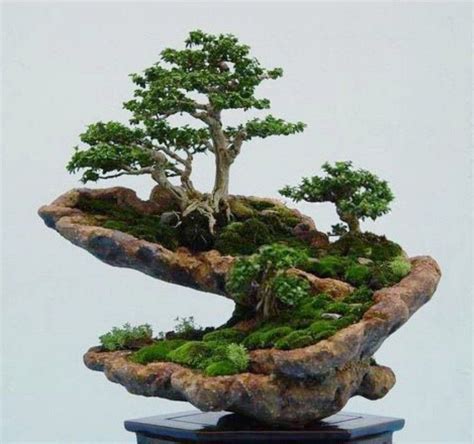 Another of the very best bonsai trees for beginners, the sweetgum (liquidambar styraciflua) is a member of the family altingiaceae. 45+ Amazing Bonsai Indoor Trees Ideas For Indoor ...