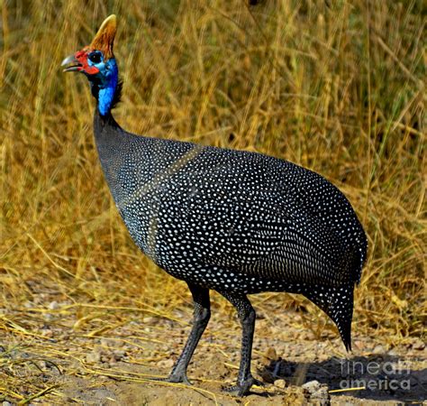 The guinea are a little older than 2mo. Helmeted Guinea Fowl Digital Art by Pravine Chester