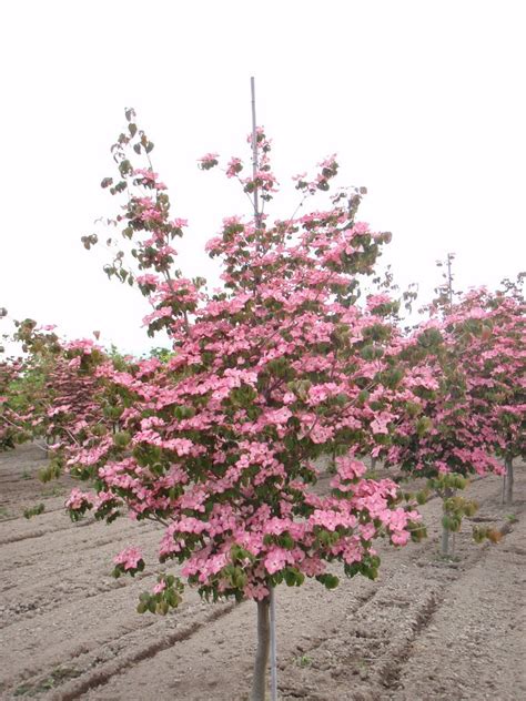 Dogwood trees in bloom trees are our friends pinterest. CORNUS kousa 'Satomi' Chinese Pink Flowering Dogwood | Cherry