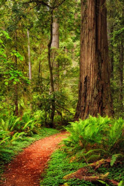 Jedediah Smith Redwoods State Park Stock Photos Pictures And Royalty