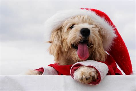 4k Christmas Dogs Maltese Bolognese Tongue Winter Hat Hd