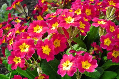 Plants That Give A Splash Of Winter Color To A Garden In