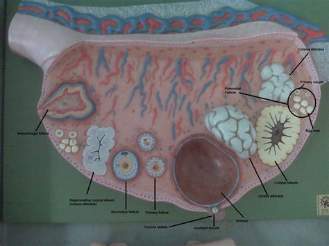 Psc Anatomy And Physiology Labeled Ovary Model