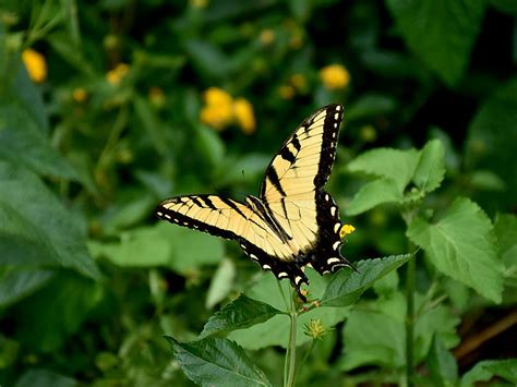 Yellow Swallowtail Butterfly Yellow Tiger Swallowtail Butterfly