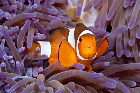 Anemone Habitas Much More Than Finding Nemo