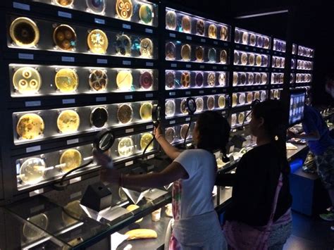 A Visit To Amsterdam’s Microbe Museum The New Yorker