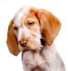 italian spinone dog breed information noahs dogs