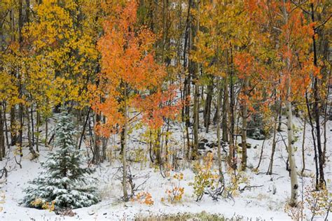 Brilliant Fall Foliage Snow In The San Juan Mountains Of Colorado