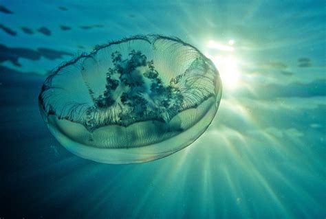 David Wrobel Photography Scyphozoan Jellyfish Moon Jelly 7