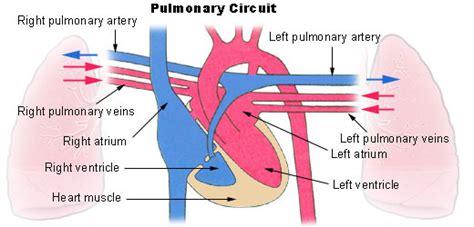 Difference Between Pulmonary And Systemic Circulation Definition