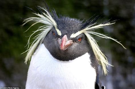 These 15 Animals Are Having Bad Hair Day And They Have Sported The Best