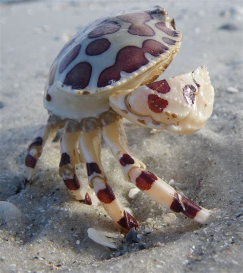 Florida Calico Box Crab Hepatus Ephiliticus Cool Sea Creatures