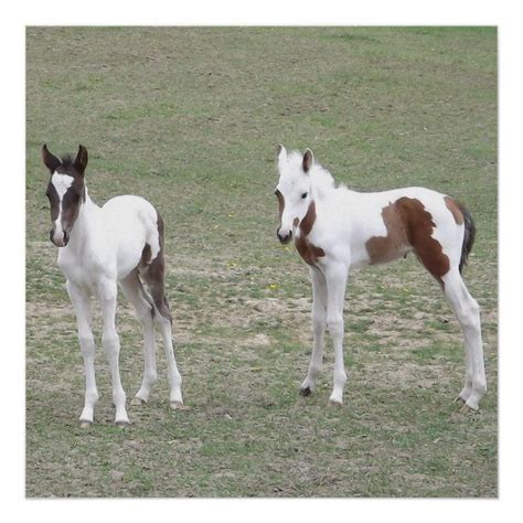 Twin Paint Horse Foals Poster Custom Posters Design Your Own Wall