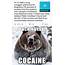 Meme Origins Cocaine Bear  Funny Pics Funnyism Pictures