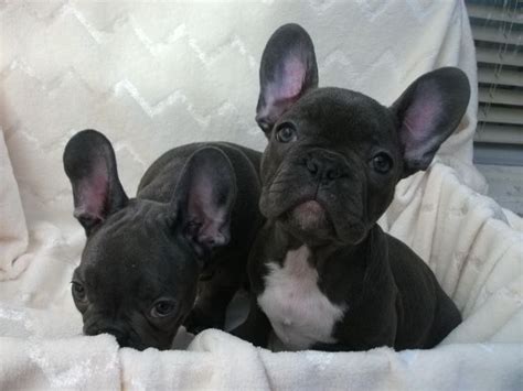 Check out our breed information our french bulldog puppies for sale come from either usda licensed commercial breeders or hobby breeders with no more than 5 breeding mothers. French Bulldog Puppies For Sale | Las Vegas, NV #176797