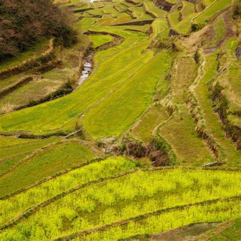 Rice Terraces In 2021 Terrace Rice Terraces Fukuoka Japan