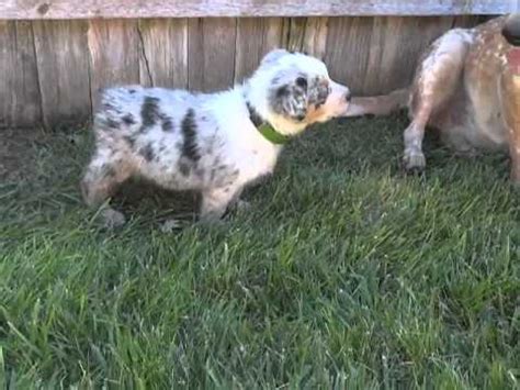 Texas heeler puppies should be started with training and socialization from a young age. Puppy #11 ALT Scarlet x ALT Ramblin Man Texas Heeler ...