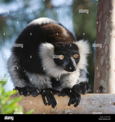 Black And White Ruffed Lemur Varecia Variegata Endemic Critically