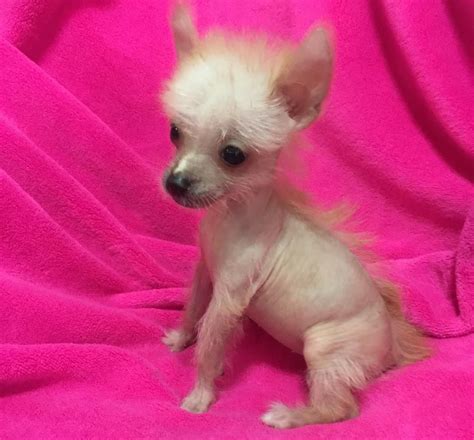 Chinese Crested Hairless Puppies For Sale