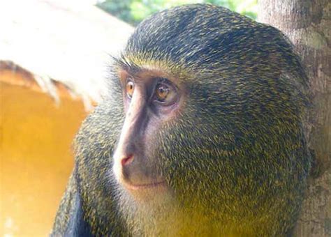 Shy Colorful New Monkey Species Discovered Cbs News