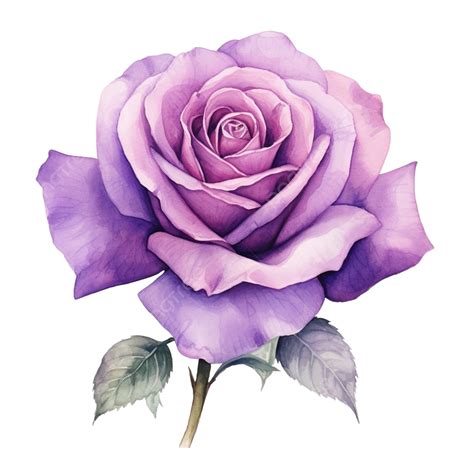 Violet Rose Watercolor Purple Rose Rose Art Background Png