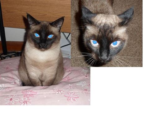 White and grey cat calico pink ears and nose she is microchip and has a purple collar registered. 10 best images about MISSING - Siamese, Exotics, Other ...