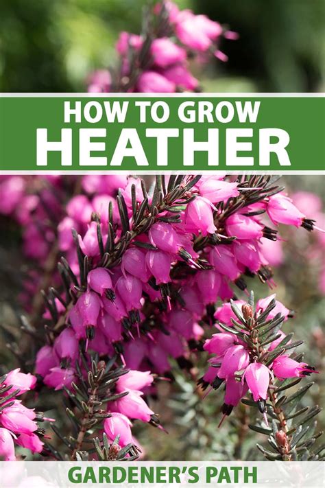 How To Grow Heather Plants In Your Garden Gardeners Path