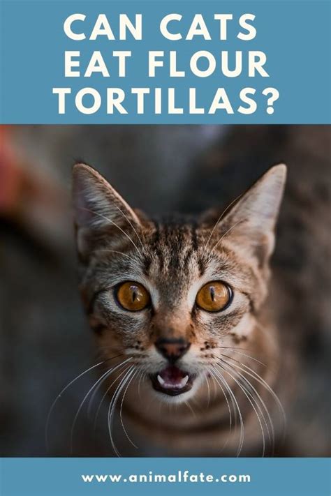 Out of these ingredients, the butter, sugar, flour, oil, salt, milk, and possible flavor variations like chocolate are all ones that are not good for dogs! Can Cats Eat Flour Tortillas? (Yeah, They Can) - AnimalFate