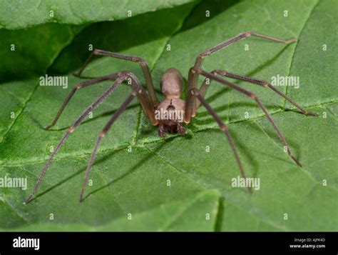 Brown Recluse Spider Or Fiddleback Spider Loxosceles Reclusa Stock
