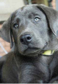 We are constantly striving to improve our lines as a reputable labrador breeder. Grayson my gorgeous charcoal lab | Grayson & Savy, my Charcoal Labs | Pinterest | Beautiful ...