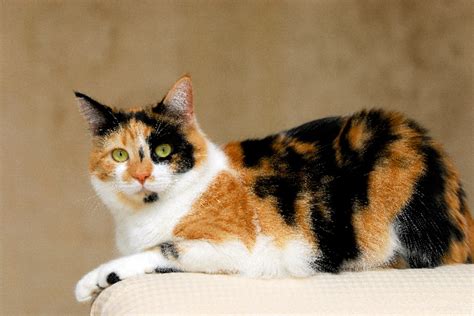 8 Questions About Calico Cats — Answered Catster Calico Cat Names