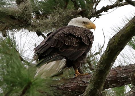 11 Bald Eagles Spotted At Southern California Lakes 893 Kpcc